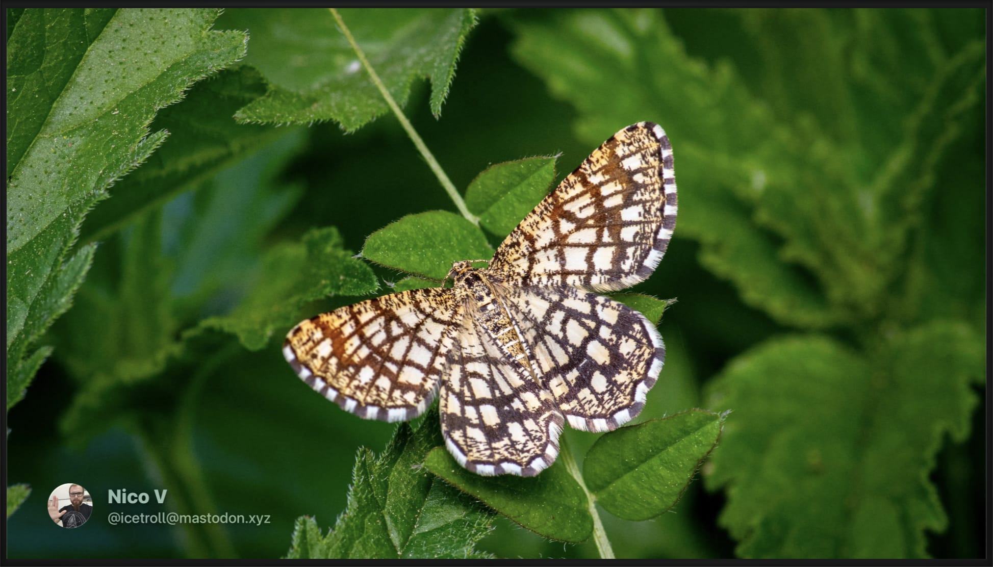 TV screen with a photo of a butterfly. In the lower left corner is an image credit: Nico V, @icetroll@mastodon.xyz